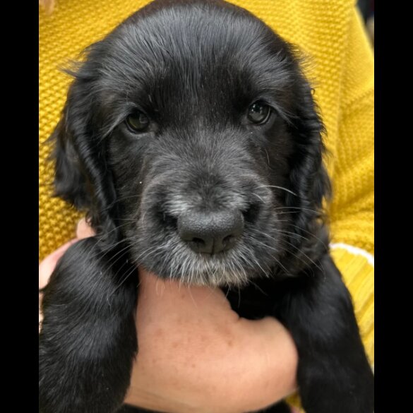 Cocker Spaniel (Working &amp; Show) - Both