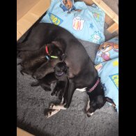 Lurcher - Dogs