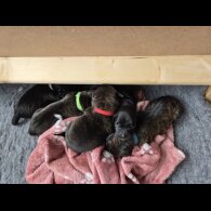 Lurcher - Dogs