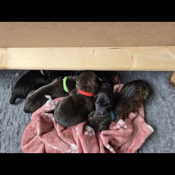 Lurcher - Dogs