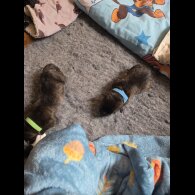 Lurcher - Dogs