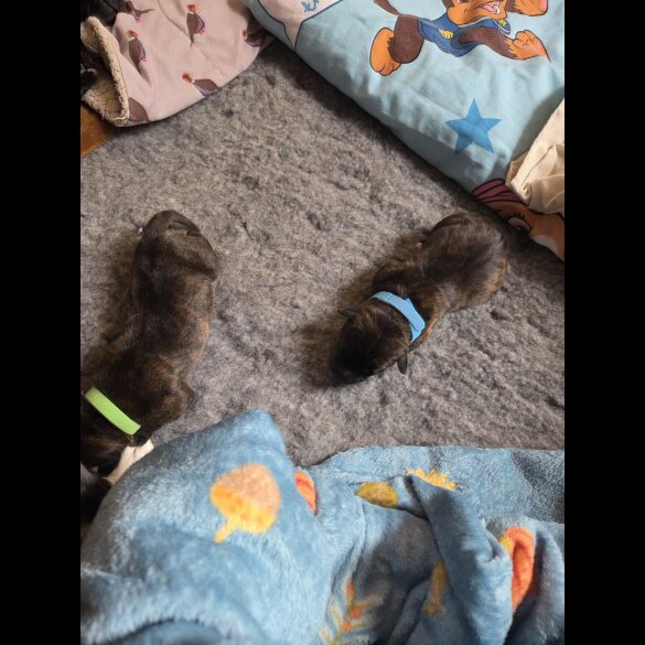 Lurcher - Dogs