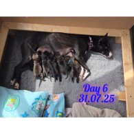 Lurcher - Dogs