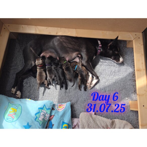 Lurcher - Dogs