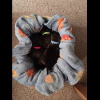 Lurcher - Dogs