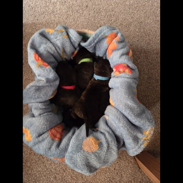 Lurcher - Dogs
