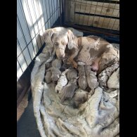 Dachshund (Standard &amp; Miniature) - Both