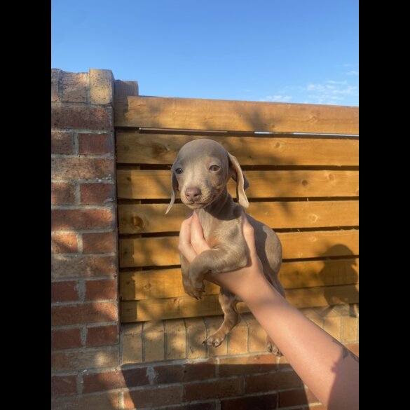 Dachshund (Standard &amp; Miniature) - Both