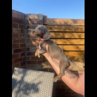 Dachshund (Standard &amp; Miniature) - Both