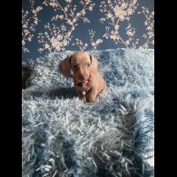 Dachshund (Standard &amp; Miniature) - Both