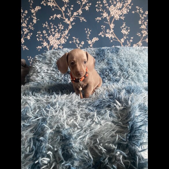 Dachshund (Standard &amp; Miniature) - Both