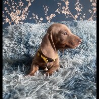 Dachshund (Standard &amp; Miniature) - Both