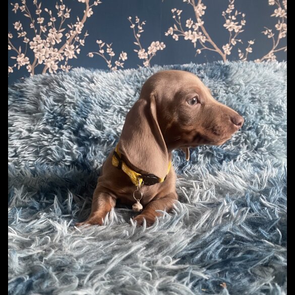 Dachshund (Standard &amp; Miniature) - Both