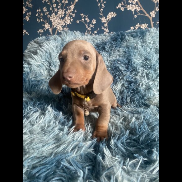 Dachshund (Standard &amp; Miniature) - Both