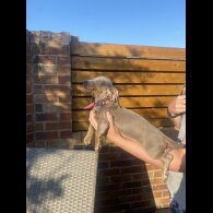 Dachshund (Standard &amp; Miniature) - Both