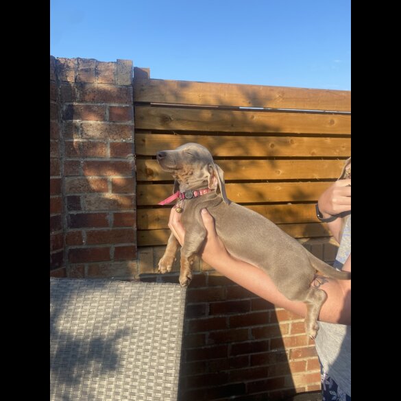 Dachshund (Standard &amp; Miniature) - Both
