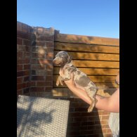 Dachshund (Standard &amp; Miniature) - Both