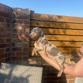 Dachshund (Standard &amp; Miniature) - Both