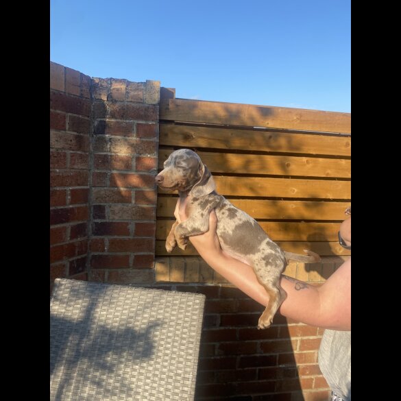 Dachshund (Standard &amp; Miniature) - Both