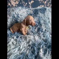 Dachshund (Standard &amp; Miniature) - Both