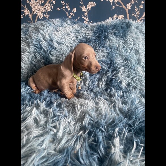 Dachshund (Standard &amp; Miniature) - Both