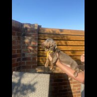 Dachshund (Standard &amp; Miniature) - Both