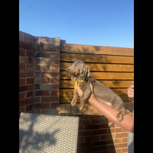 Dachshund (Standard &amp; Miniature) - Both