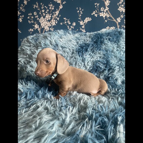 Dachshund (Standard &amp; Miniature) - Both