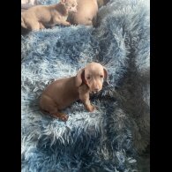 Dachshund (Standard &amp; Miniature) - Both