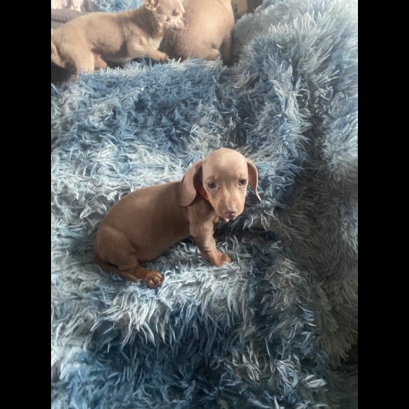 Dachshund (Standard &amp; Miniature) - Both