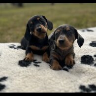 Dachshund (Standard &amp; Miniature) - Both