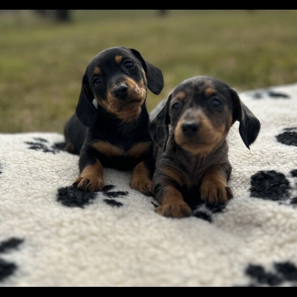 Dachshund (Standard &amp; Miniature) - Both