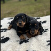 Dachshund (Standard &amp; Miniature) - Both