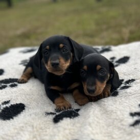 Dachshund (Standard &amp; Miniature) - Both