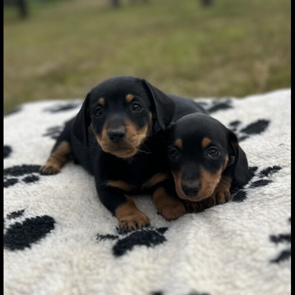 Dachshund (Standard &amp; Miniature) - Both