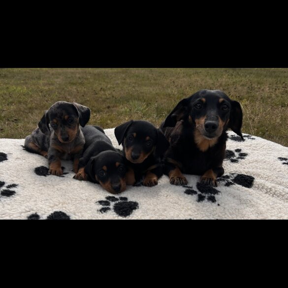 Dachshund (Standard &amp; Miniature) - Both
