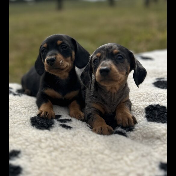Dachshund (Standard &amp; Miniature) - Both