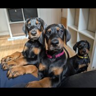 Doberman - Both