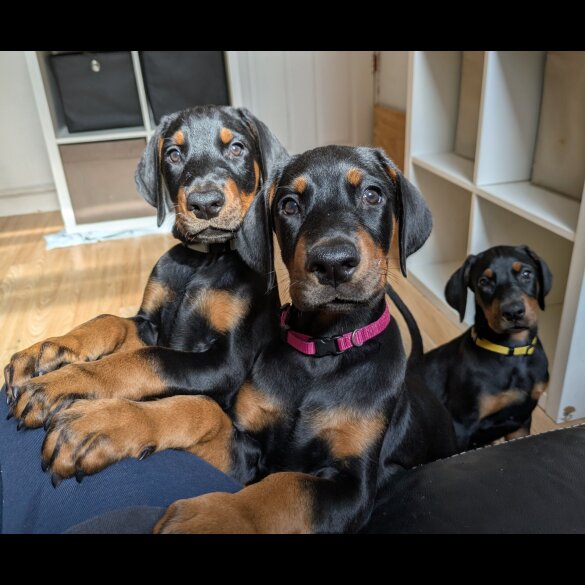 Doberman - Both
