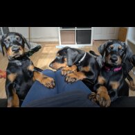 Doberman - Both