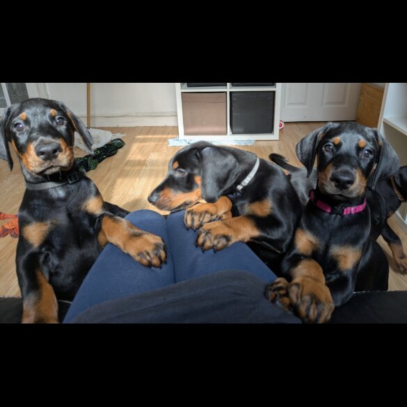 Doberman - Both