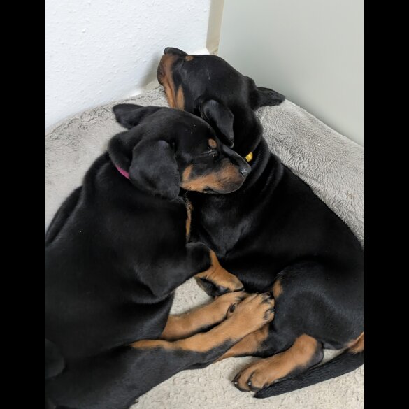 Doberman - Both
