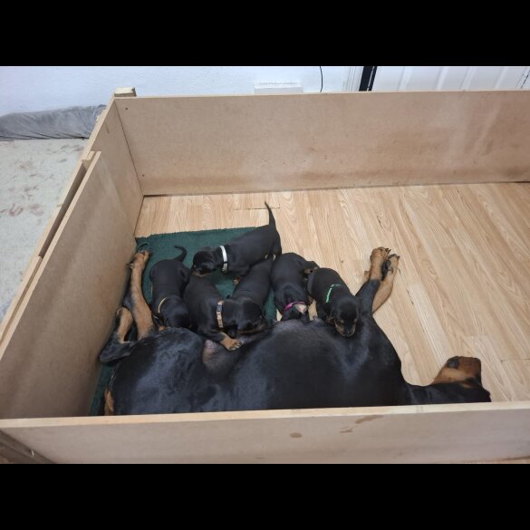 Doberman - Both