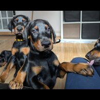 Doberman - Both