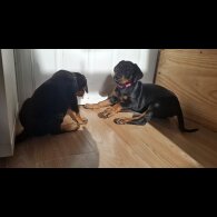 Doberman - Both