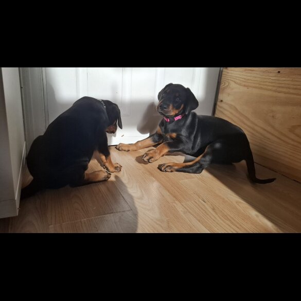 Doberman - Both