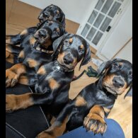 Doberman - Both