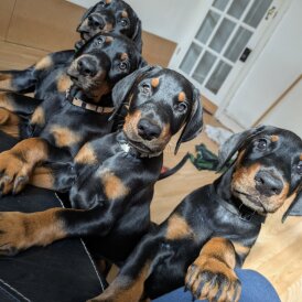 Doberman - Both