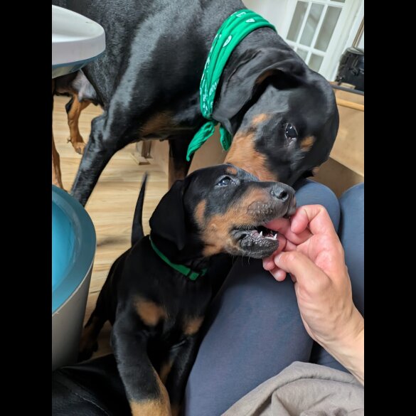 Doberman - Both