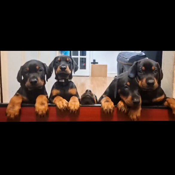 Doberman - Both